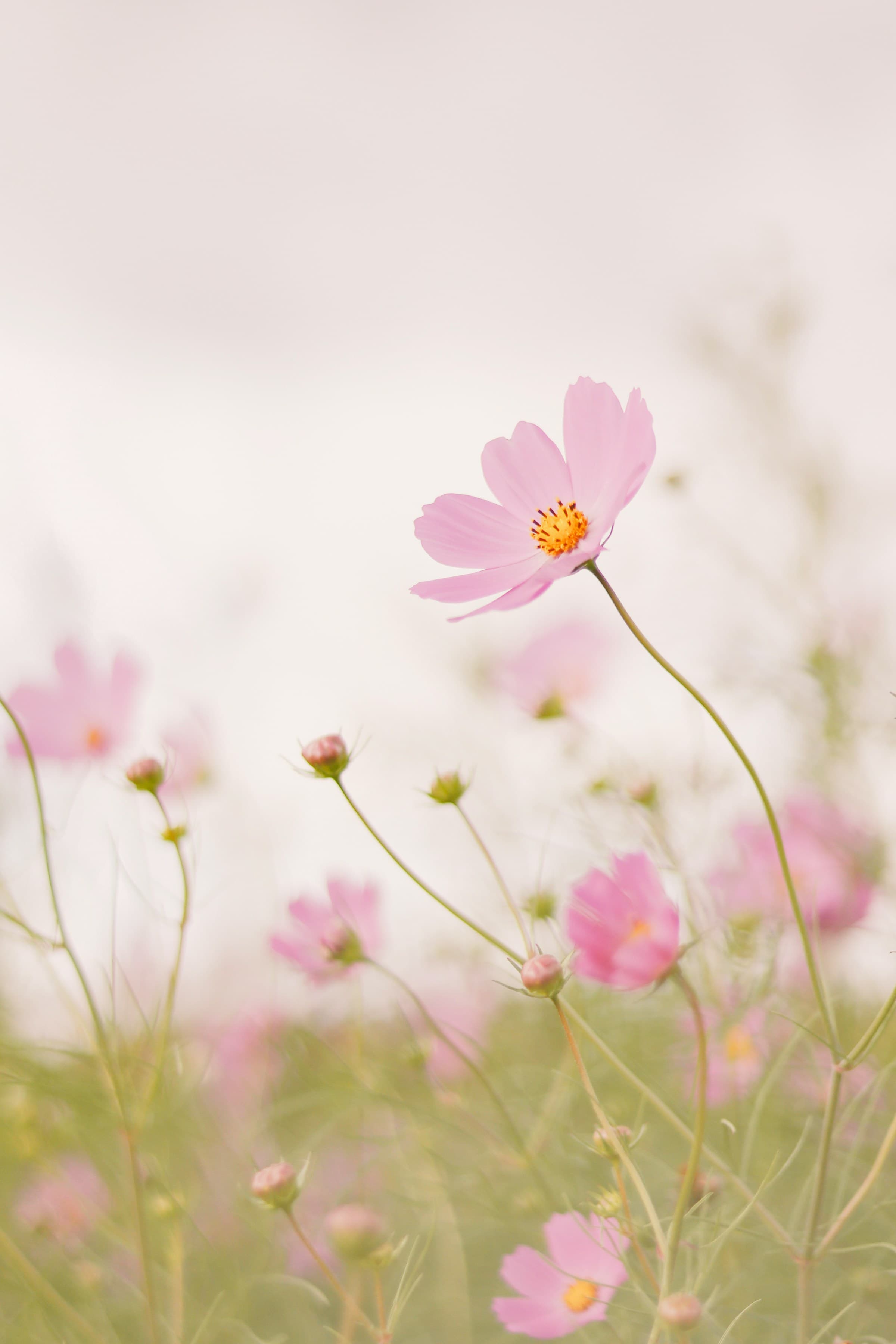A close-up of cosmos flowers, soft purple and white