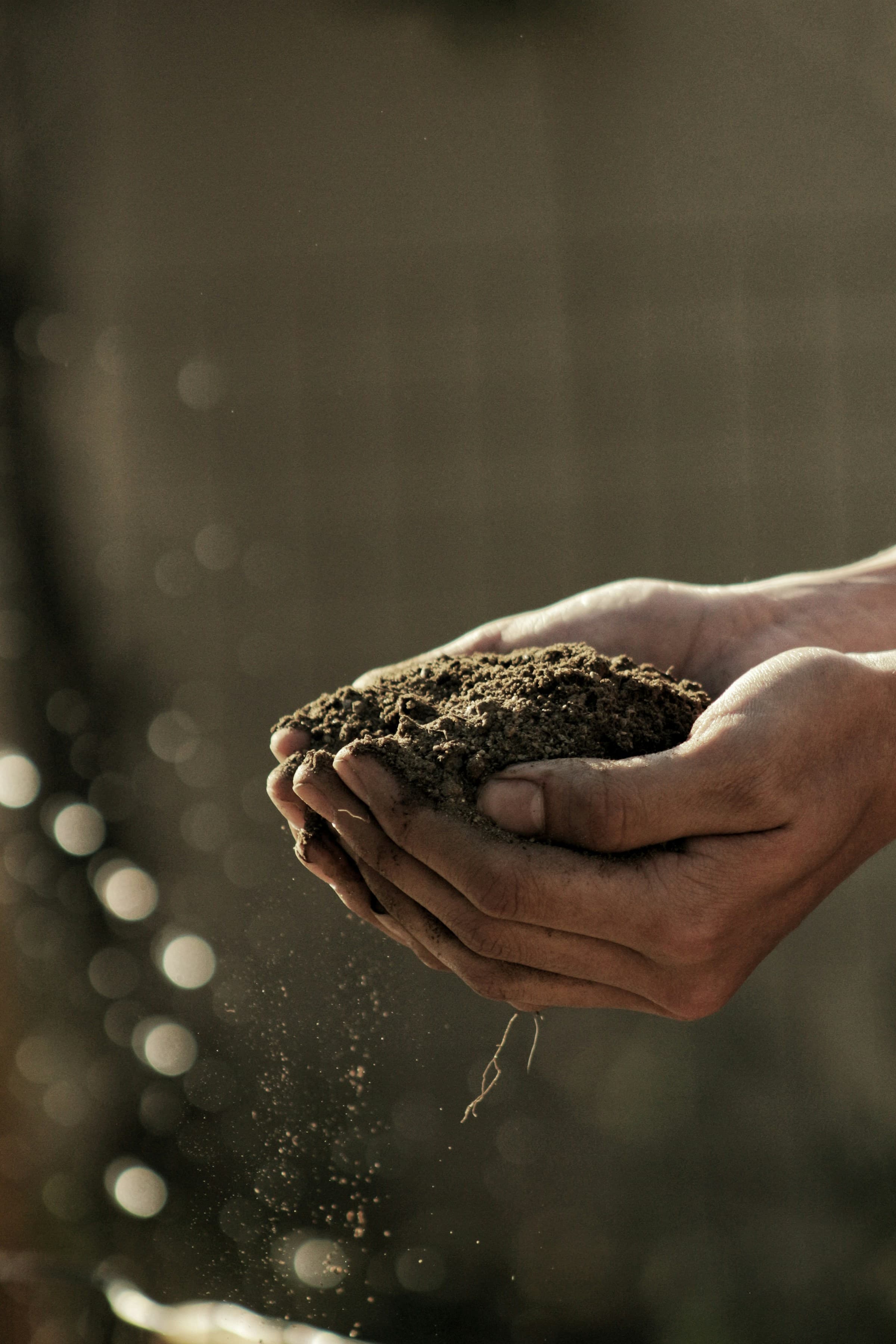 Soil-stained hands holding a freshly-dug dahlia tuber