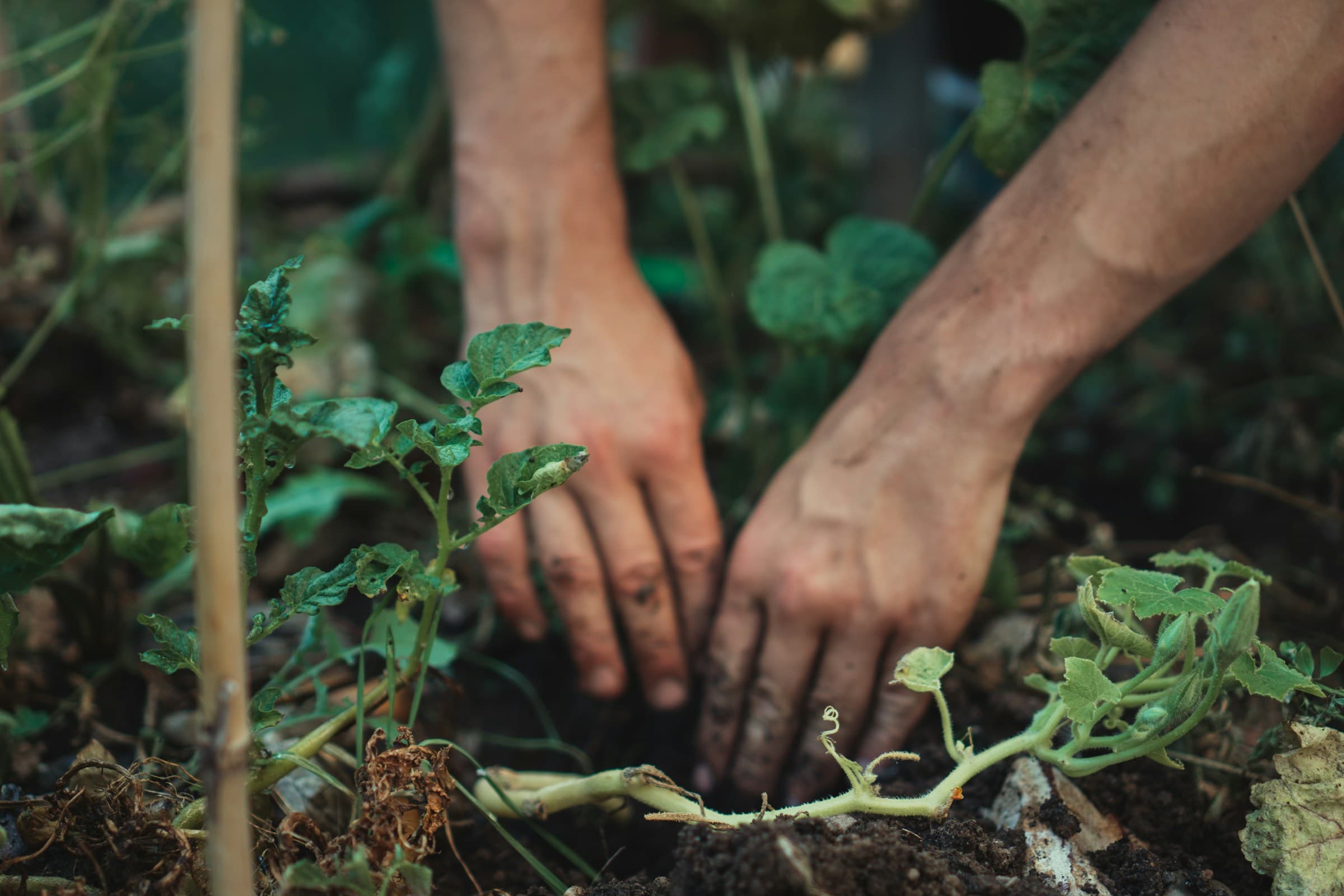 Hands selecting a single stem from a working bunch