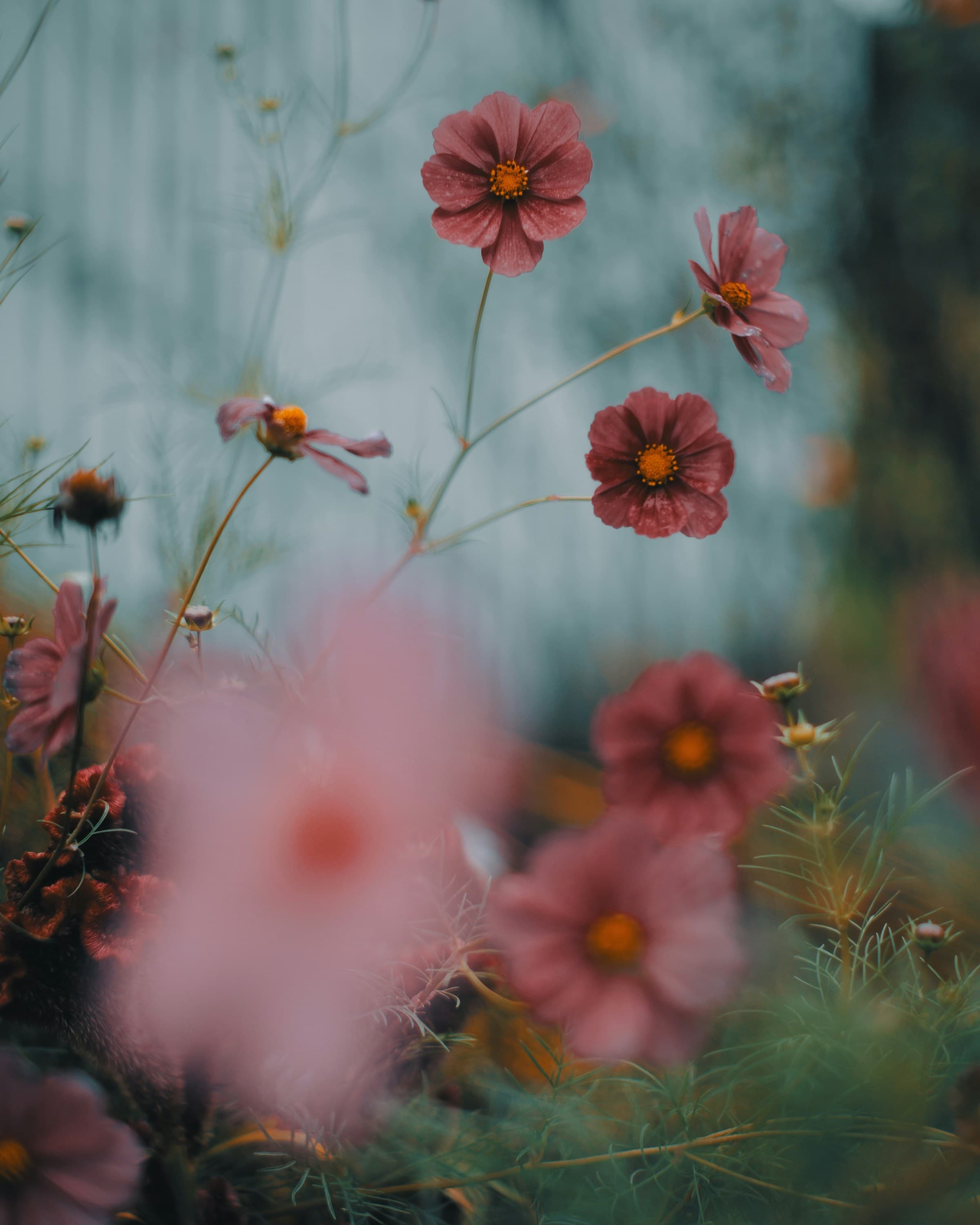 Pink cosmos flowers blooming in a cottage garden
